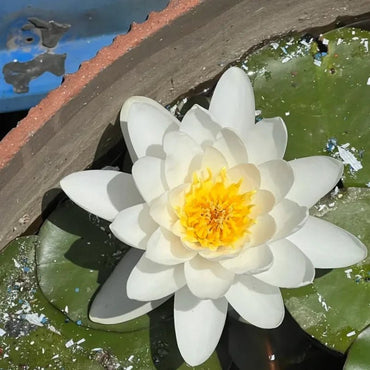 White Water Lily Seeds - Verdseeds