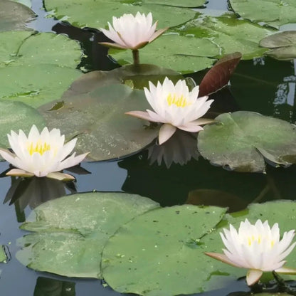 White Water Lily Seeds - Verdseeds