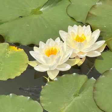 White Water Lily Seeds - Verdseeds