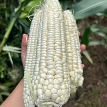 White Waxy Sweet Corn Seeds - Verdseeds