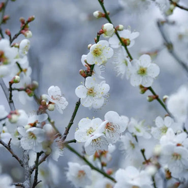 White Wintersweet Seeds - Verdseeds