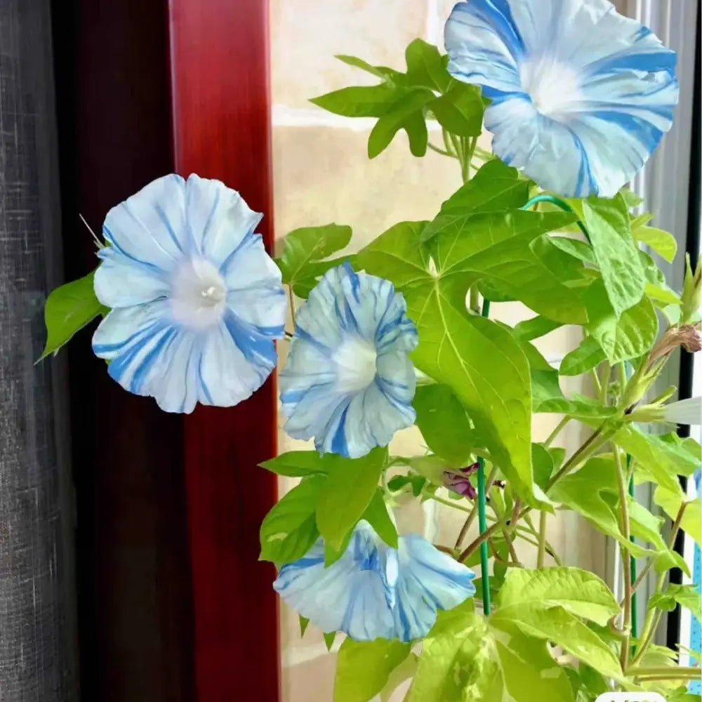 White with Blue Stripes Large-Flowered Morning Glory Seeds - Verdseeds