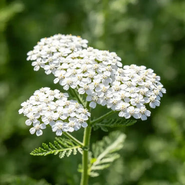 White Yarrow Seeds - Verdseeds