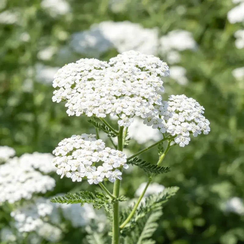 White Yarrow Seeds - Verdseeds