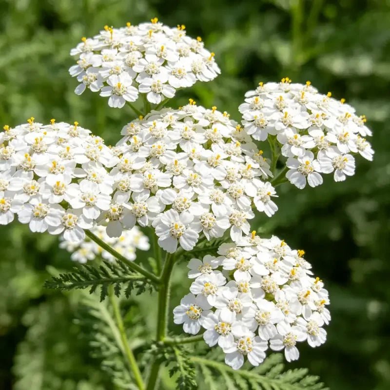 White Yarrow Seeds - Verdseeds