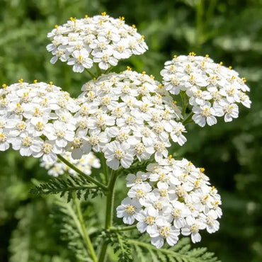 White Yarrow Seeds - Verdseeds