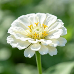 White Zinnia Seeds - Verdseeds