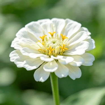 White Zinnia Seeds - Verdseeds