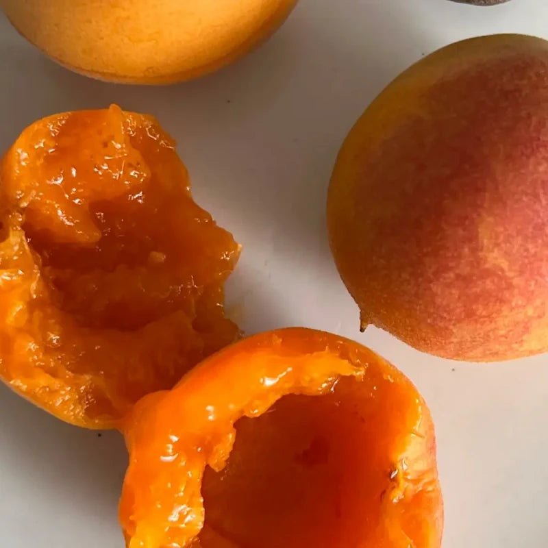 Wild Apricot Seeds - Verdseeds