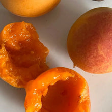 Wild Apricot Seeds - Verdseeds