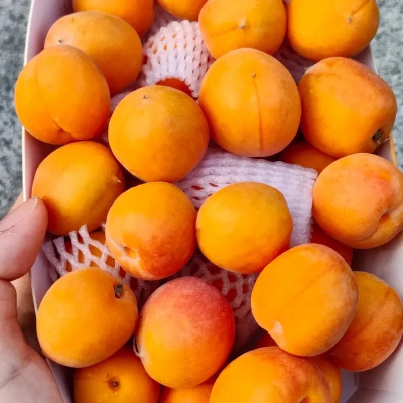 Wild Apricot Seeds - Verdseeds