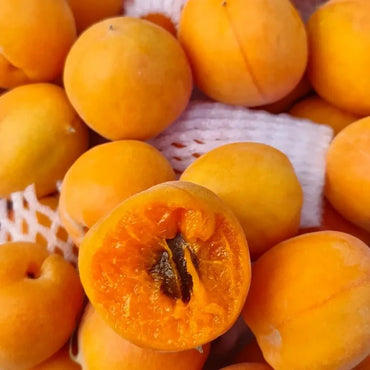 Wild Apricot Seeds - Verdseeds