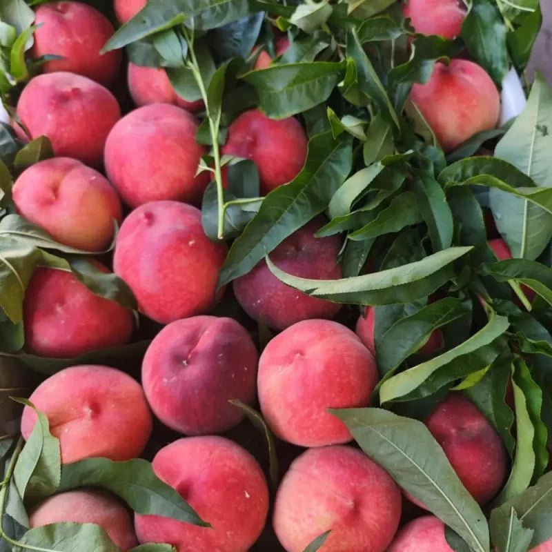 Wild Peach Seeds - Verdseeds