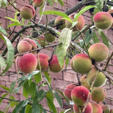 Wild Peach Seeds - Verdseeds