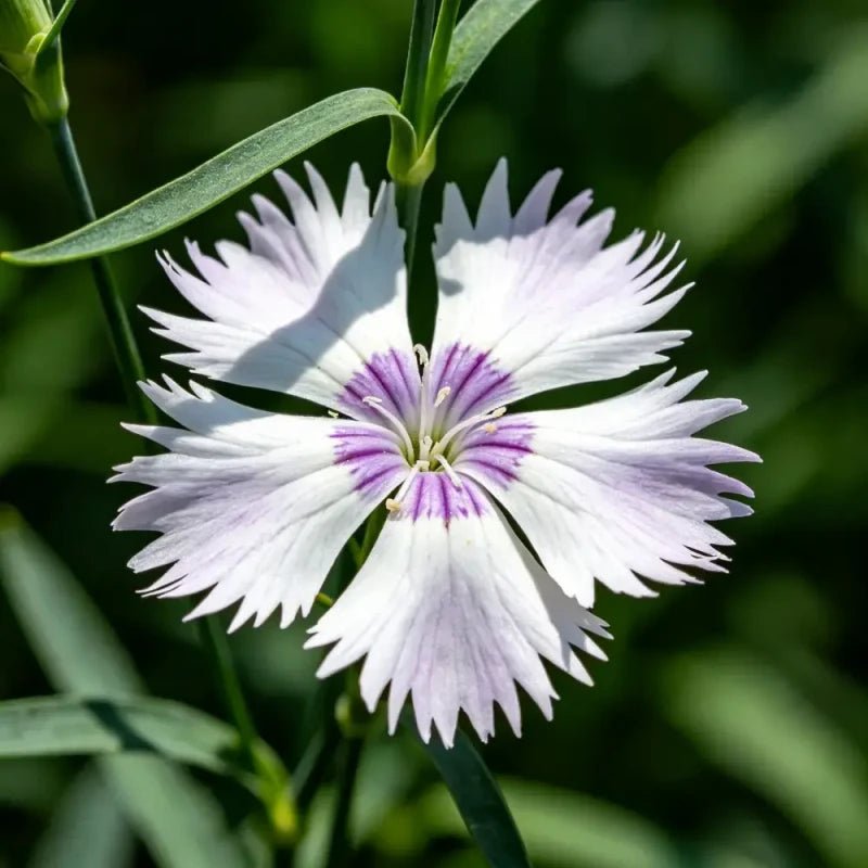 Wild Pink Seeds - Verdseeds