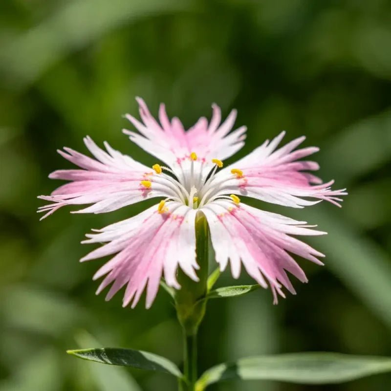 Wild Pink Seeds - Verdseeds