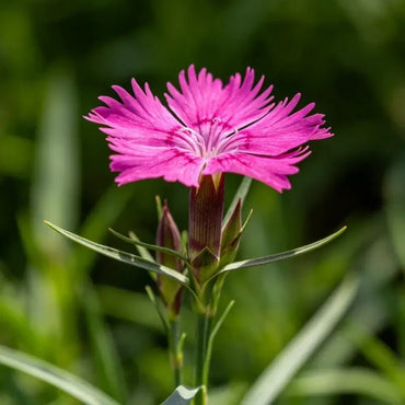 Wild Pink Seeds - Verdseeds