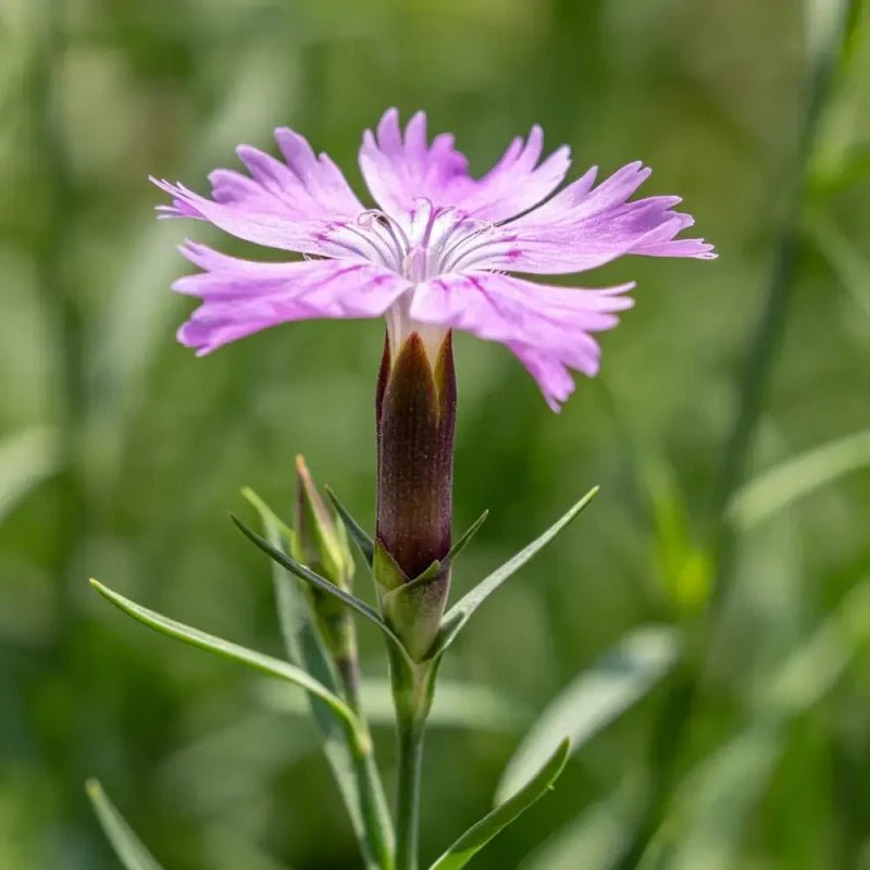 Wild Pink Seeds - Verdseeds