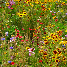 Wildflower Seeds - Cold Resistant Dwarf Plant Mix Includes Verbascum Blattaria L., Aubrieta, Dianthus,etc - Verdseeds