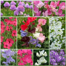 Wildflower Seeds - Cold Resistant Dwarf Plant Mix Includes Verbascum Blattaria L., Aubrieta, Dianthus,etc - Verdseeds