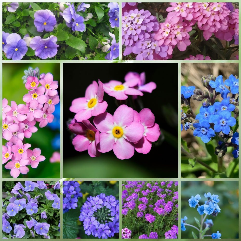 Wildflower Seeds - Cold Resistant Dwarf Plant Mix Includes Verbascum Blattaria L., Aubrieta, Dianthus,etc - Verdseeds