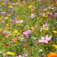 Wildflower Seeds - Cold Resistant Dwarf Plant Mix Includes Verbascum Blattaria L., Aubrieta, Dianthus,etc - Verdseeds
