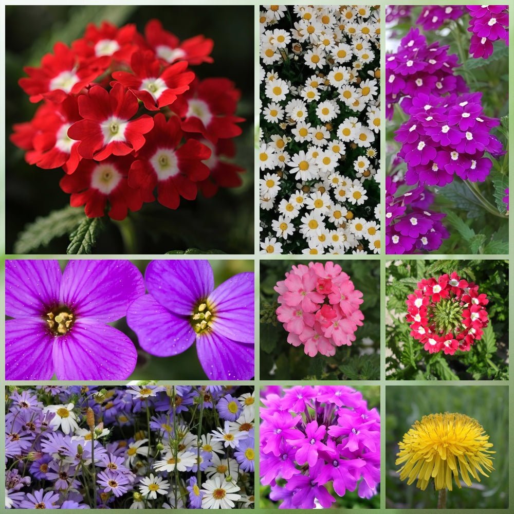 Wildflower Seeds - Cold Resistant Dwarf Plant Mix Includes Verbascum Blattaria L., Aubrieta, Dianthus,etc - Verdseeds