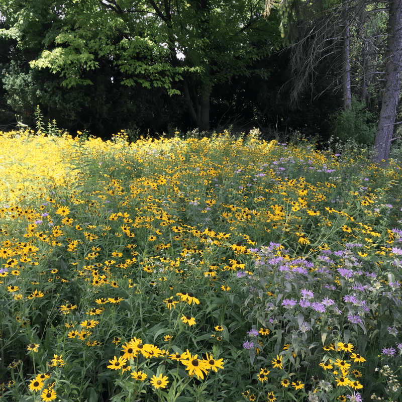 Wildflower Seeds - Cold Resistant Tall Plant Mix Includes Blanket Flower, Lychnis, Agastache Rugosa,etc - Verdseeds