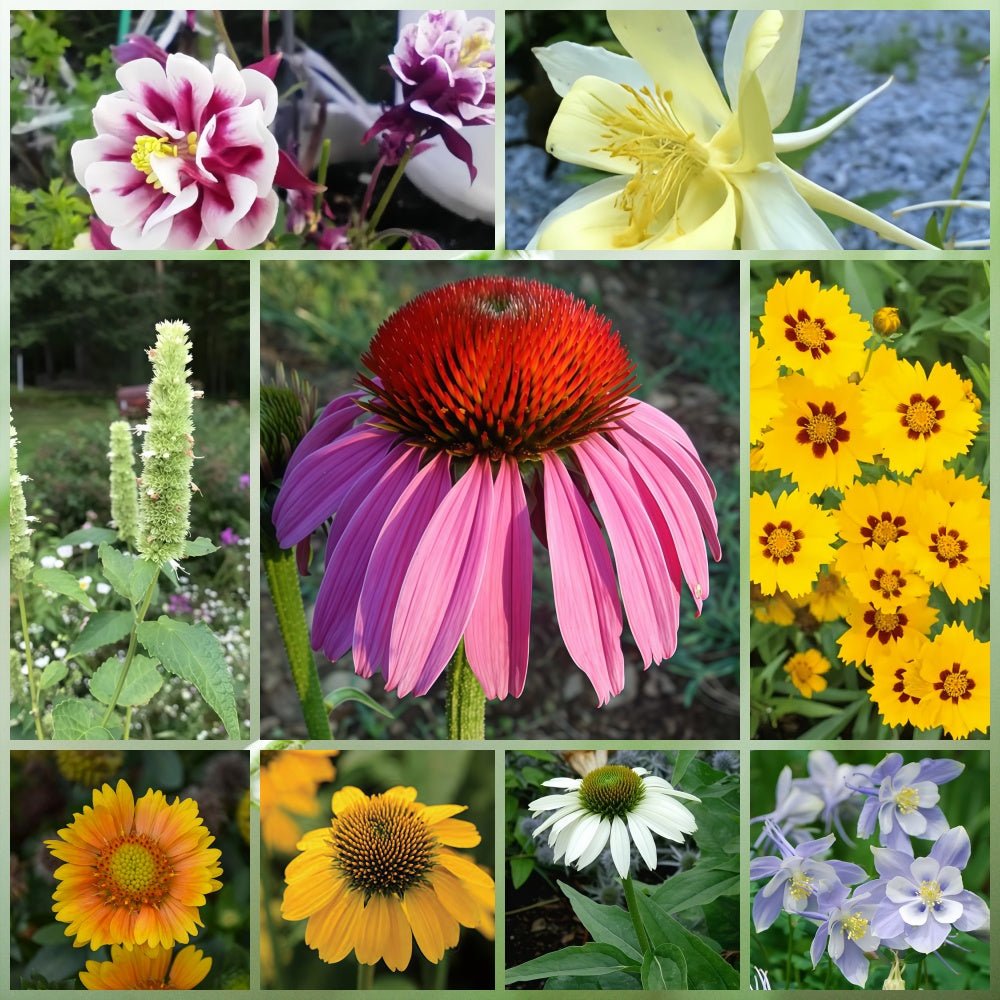 Wildflower Seeds - Cold Resistant Tall Plant Mix Includes Blanket Flower, Lychnis, Agastache Rugosa,etc - Verdseeds