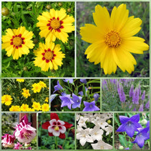 Wildflower Seeds - Cold Resistant Tall Plant Mix Includes Blanket Flower, Lychnis, Agastache Rugosa,etc - Verdseeds