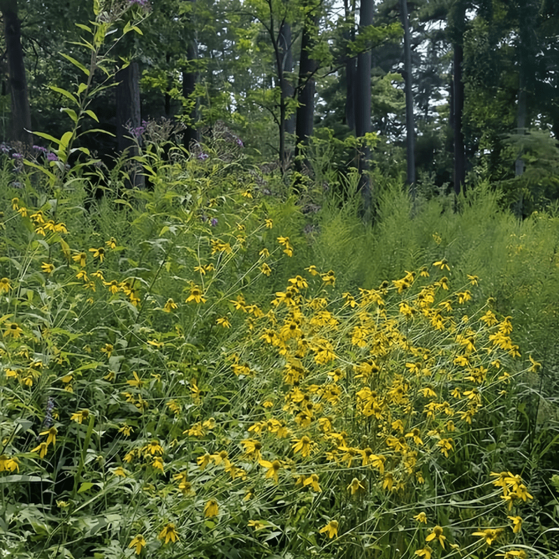 Wildflower Seeds - Cold Resistant Tall Plant Mix Includes Blanket Flower, Lychnis, Agastache Rugosa,etc - Verdseeds