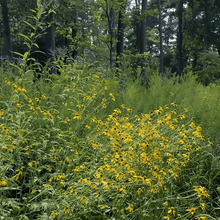 Wildflower Seeds - Cold Resistant Tall Plant Mix Includes Blanket Flower, Lychnis, Agastache Rugosa,etc - Verdseeds