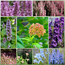 Wildflower Seeds - Cold Resistant Tall Plant Mix Includes Blanket Flower, Lychnis, Agastache Rugosa,etc - Verdseeds
