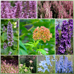 Wildflower Seeds - Cold Resistant Tall Plant Mix Includes Blanket Flower, Lychnis, Agastache Rugosa,etc - Verdseeds