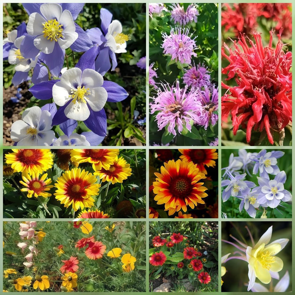Wildflower Seeds - Cold Resistant Tall Plant Mix Includes Blanket Flower, Lychnis, Agastache Rugosa,etc - Verdseeds