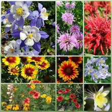 Wildflower Seeds - Cold Resistant Tall Plant Mix Includes Blanket Flower, Lychnis, Agastache Rugosa,etc - Verdseeds