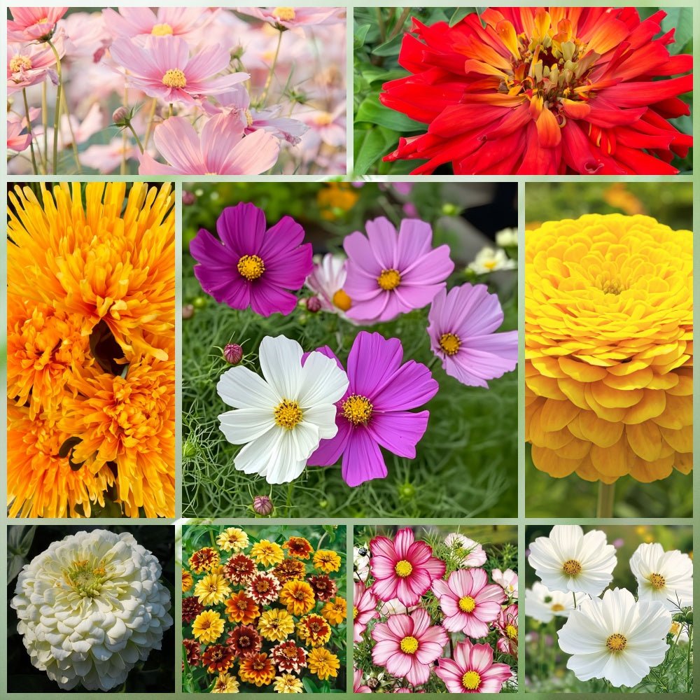 Wildflower Seeds - Drought Tolerance Mix Includes Zinnia, Cornflower, Moss Rose, etc. - Verdseeds