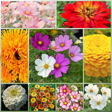 Wildflower Seeds - Drought Tolerance Mix Includes Zinnia, Cornflower, Moss Rose, etc. - Verdseeds