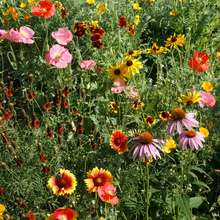 Wildflower Seeds - Drought Tolerance Mix Includes Zinnia, Cornflower, Moss Rose, etc. - Verdseeds