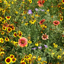 Wildflower Seeds - Drought Tolerance Mix Includes Zinnia, Cornflower, Moss Rose, etc. - Verdseeds