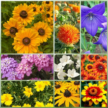 Wildflower Seeds - Drought Tolerance Mix Includes Zinnia, Cornflower, Moss Rose, etc. - Verdseeds