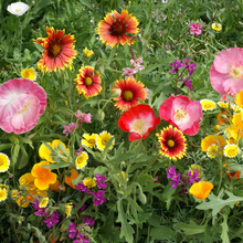 Wildflower Seeds - Drought Tolerance Mix Includes Zinnia, Cornflower, Moss Rose, etc. - Verdseeds