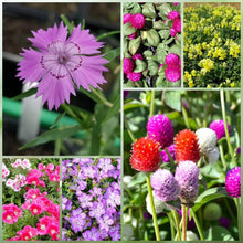 Wildflower Seeds - Dwarf Mix Includes Candytuft, Snapdragon, Clarkia Amoena, etc. - Verdseeds