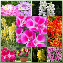 Wildflower Seeds - Dwarf Mix Includes Candytuft, Snapdragon, Clarkia Amoena, etc. - Verdseeds