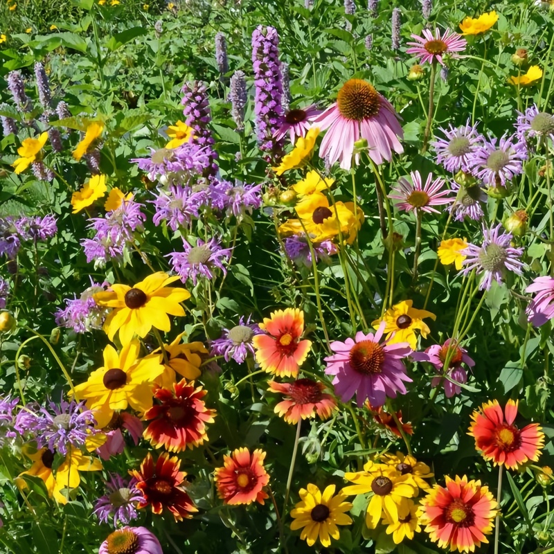 Wildflower Seeds - Dwarf Mix Includes Candytuft, Snapdragon, Clarkia Amoena, etc. - Verdseeds