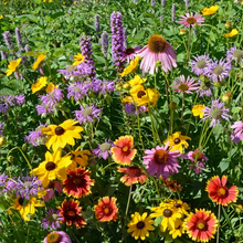 Wildflower Seeds - Dwarf Mix Includes Candytuft, Snapdragon, Clarkia Amoena, etc. - Verdseeds