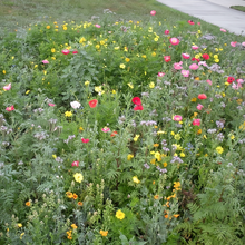 Wildflower Seeds - Heat Resistant Mix Includes Cornflower, Pappy, Zinnia, etc. - Verdseeds