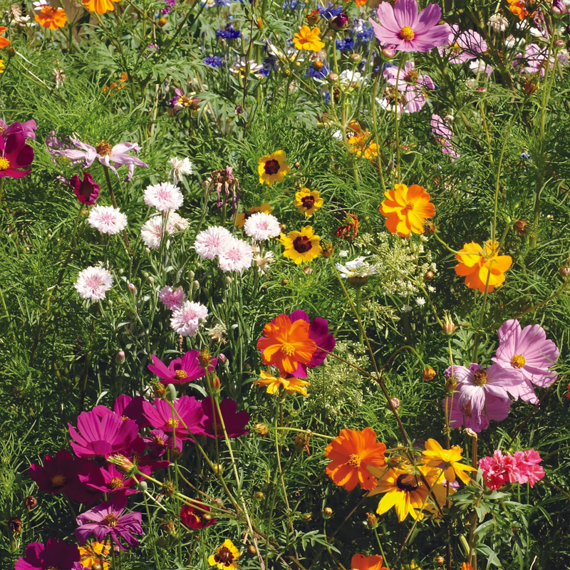 Wildflower Seeds - Heat Resistant Mix Includes Cornflower, Pappy, Zinnia, etc. - Verdseeds