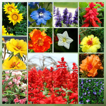 Wildflower Seeds - Heat Resistant Mix Includes Cornflower, Pappy, Zinnia, etc. - Verdseeds