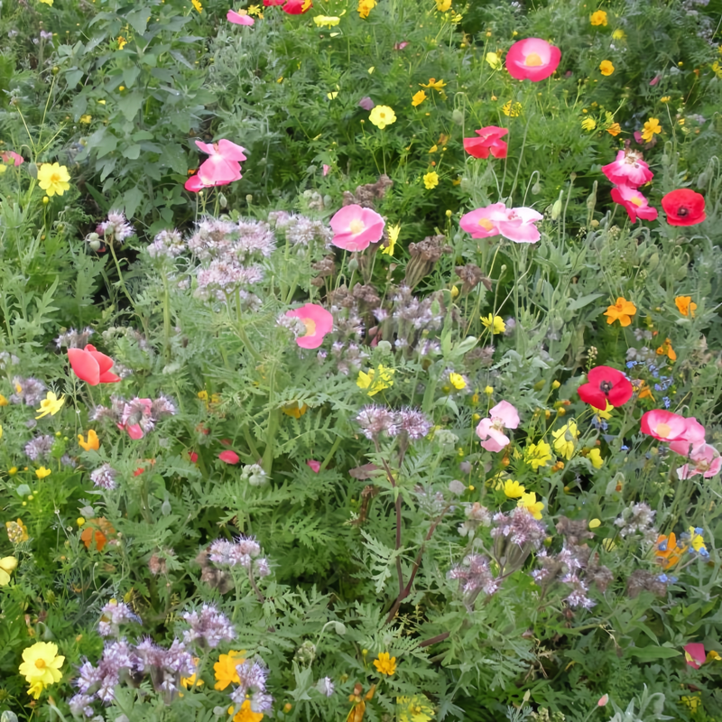 Wildflower Seeds - Heat Resistant Mix Includes Cornflower, Pappy, Zinnia, etc. - Verdseeds